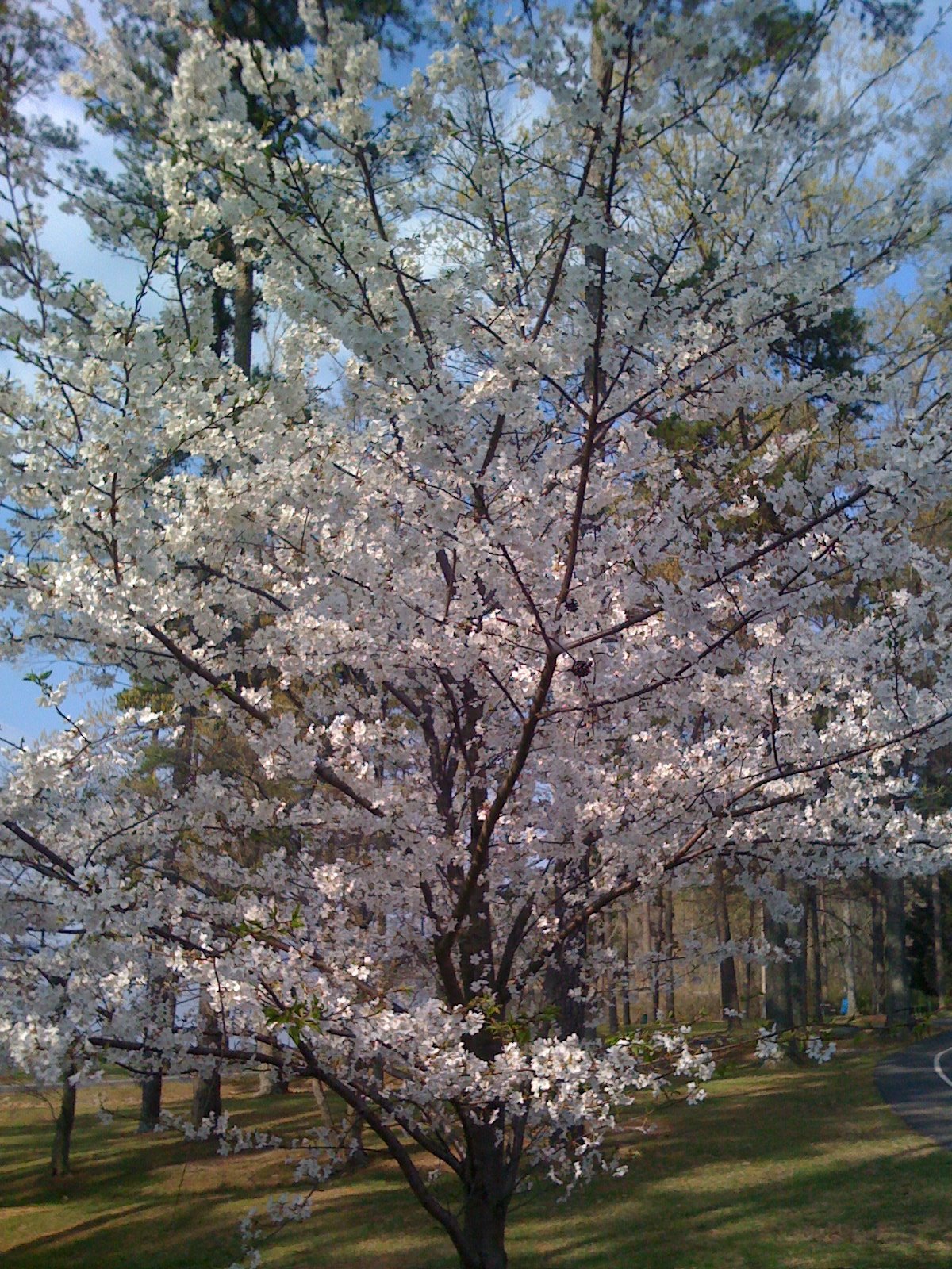 [Spring+Cherry+Tree.JPG]