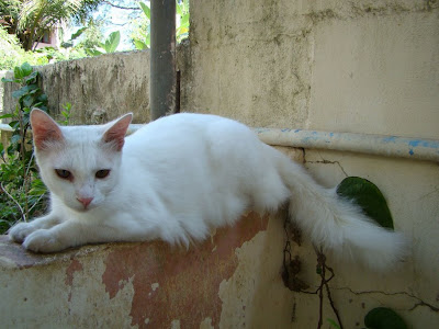 all white magnolian cat