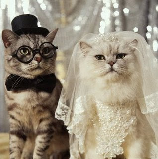 cat+marriage.jpg