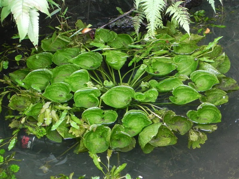 OUR PHILIPPINE TREES The Leafy Patch of Pond Lettuce