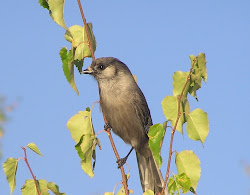 Gray Jay, a new friend