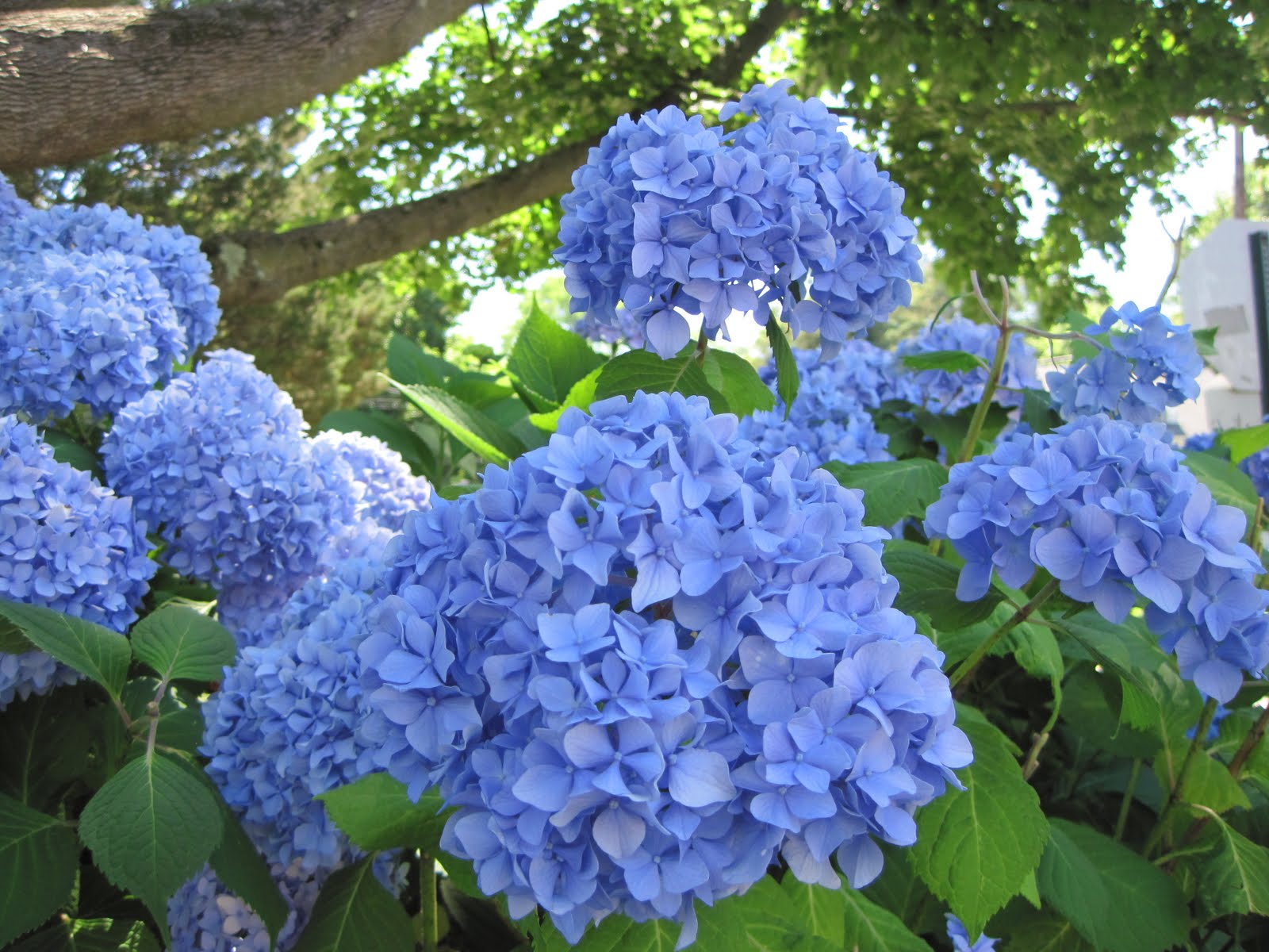 Gardening and Gardens Hydrangeas in Port Washington