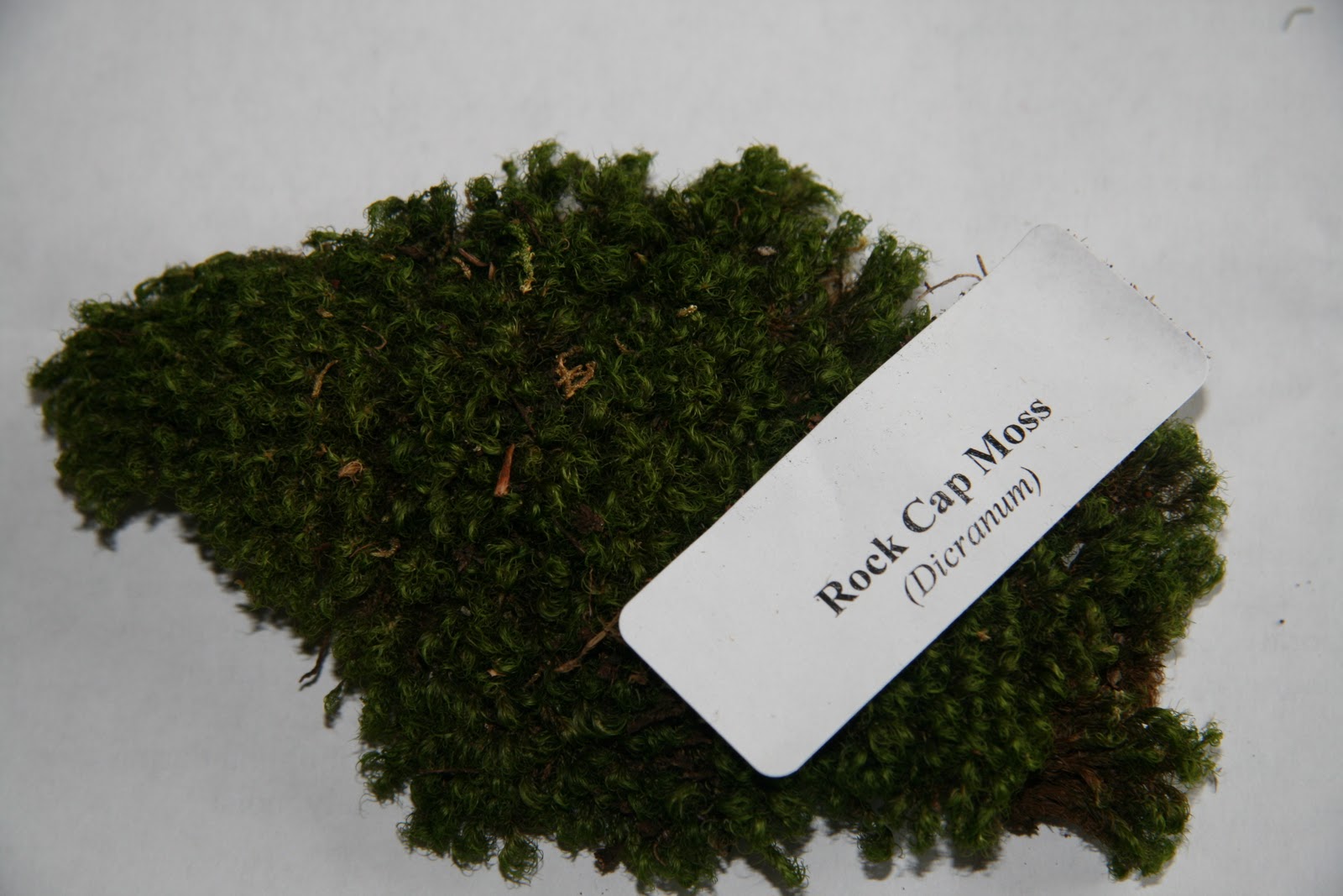 Gardening and Gardens A Mossy Terrarium