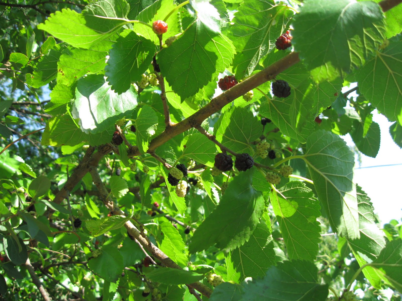 Шелковица красная (Morus rubra) -