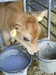 Baby Jersey Cow
