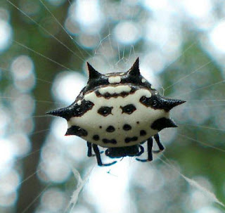 La araña espinuda o Gasteracantha cancriformis