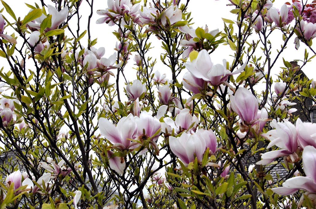 North Fife Magnolia Newburgh North Fife.