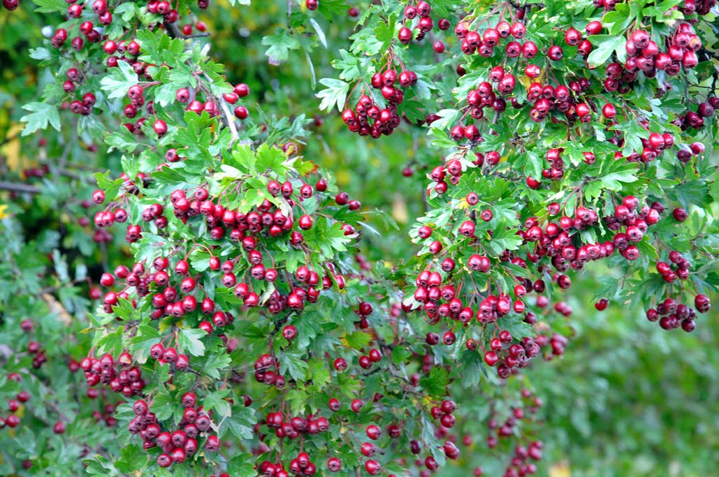 North Fife Hawthorn Berries