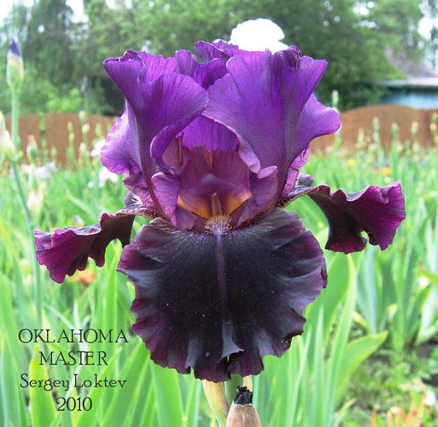 Sergey Loktev 2010 Iris "OKLAHOMA MASTER" HERITAGE IRISES