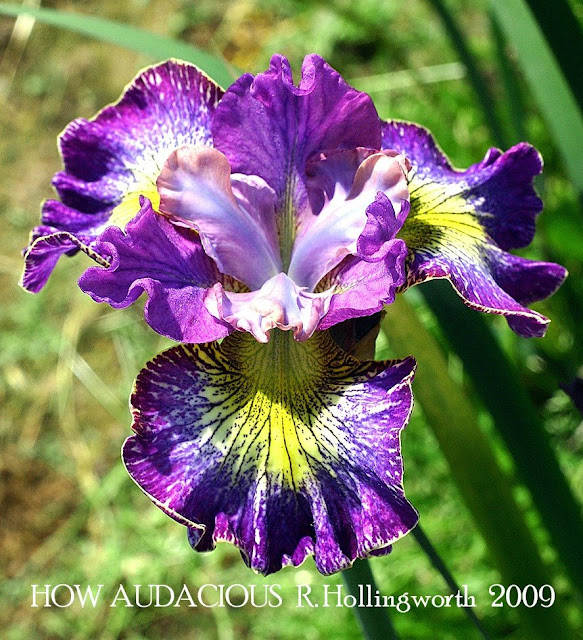 Siberian Iris 'HOW AUDACIOUS' ~ HERITAGE IRISES