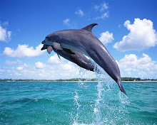 Interação com golfinhos faz bem a saúde.