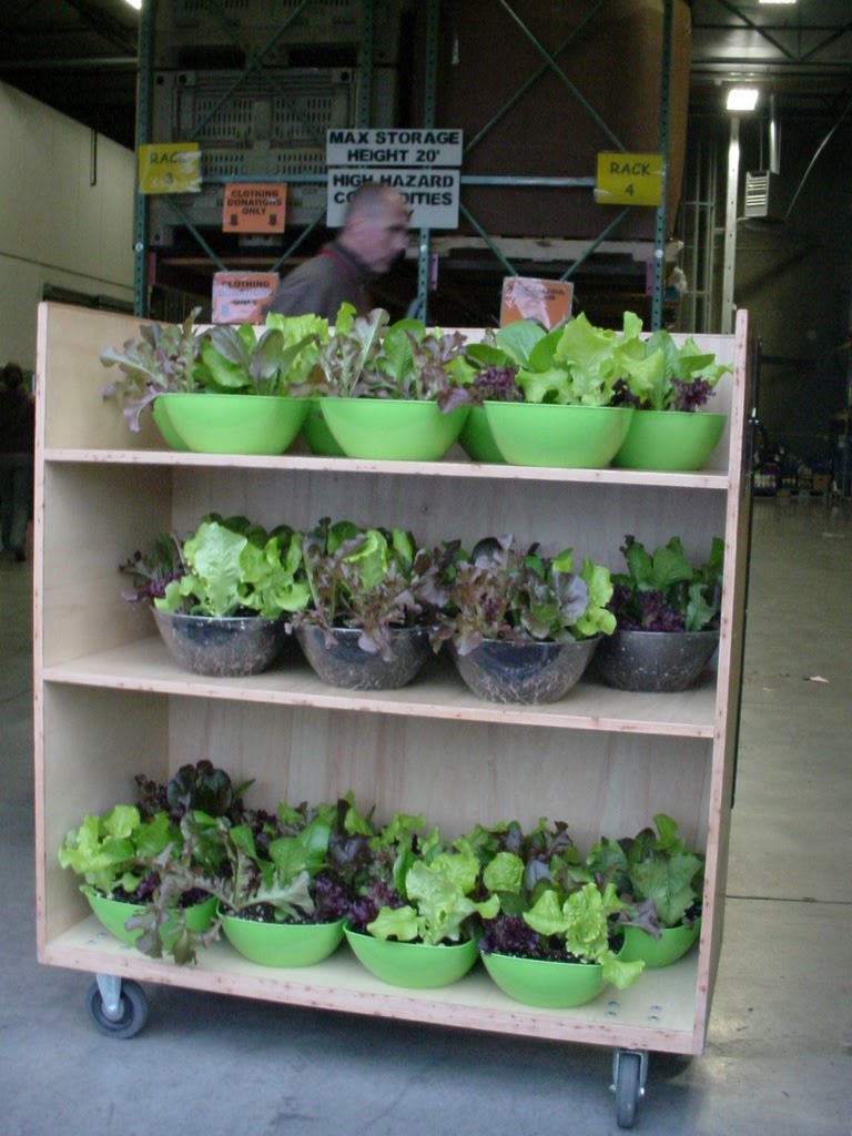 Garden of Discovery The Salad Bowl Gardens Finale