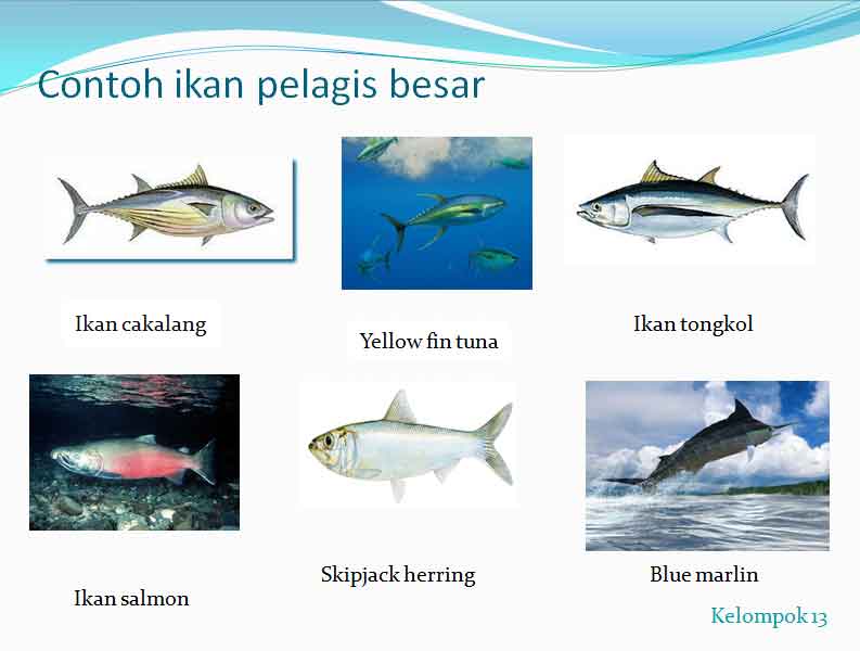 Perikanan 2009: Daerah penangkapan ikan - Daerah penangkapan ikan pelagis