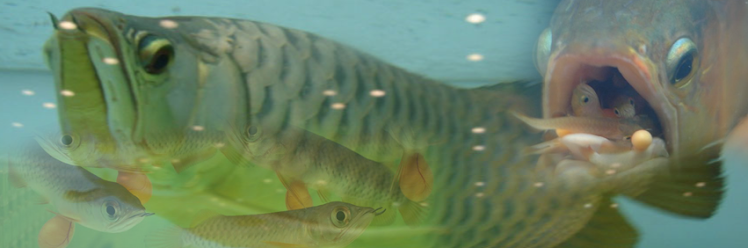 Arowana Fish Tank,in Aquarium,in Pond