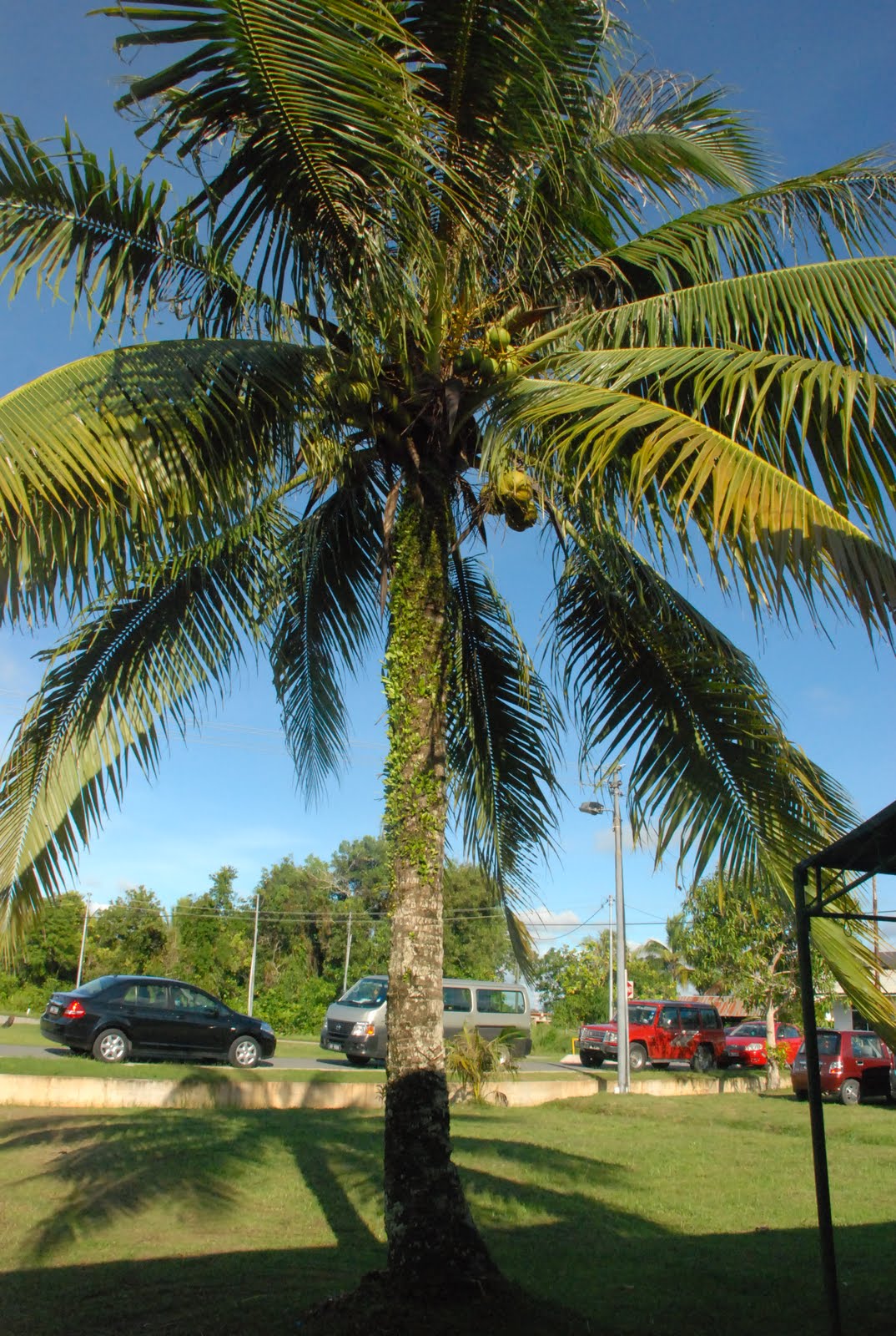 CiHM Family pokok kelapa 