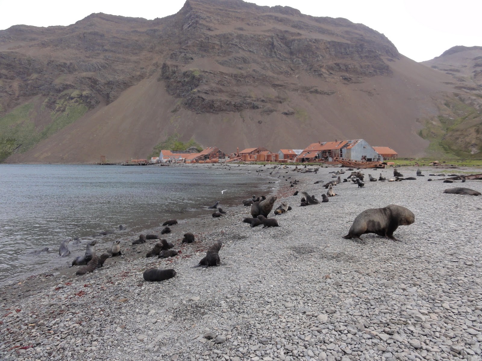ANTARCTICA ABOARD THE WORLD 2011 20110109 SOUTH