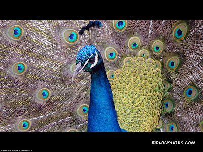 wallpapers of peacock
