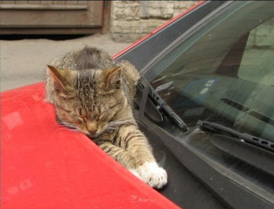 cats+sleeping+in+cool+places+cat+on+the+car.jpg