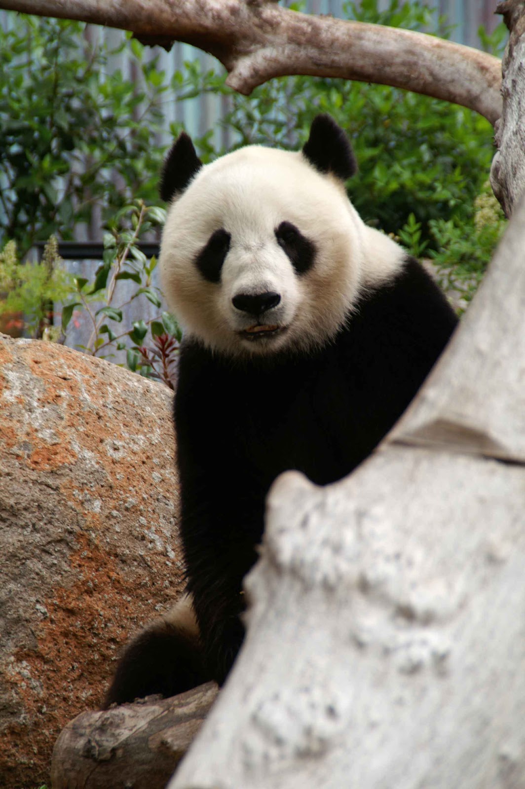 Laurence and Henry's Big Adventure: Wang Wang Amazing Panada @ Adelaide Zoo