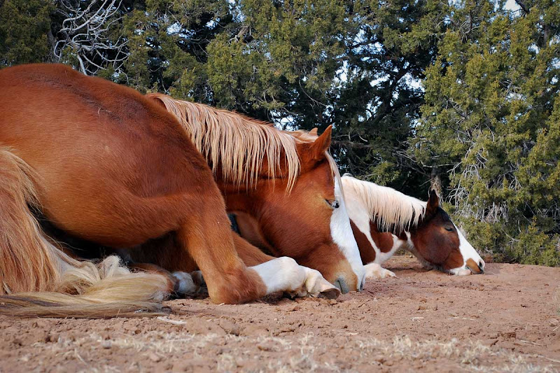 Почему лошади спят. Спящие лошади. Спящий жеребенок. Конь лежит.