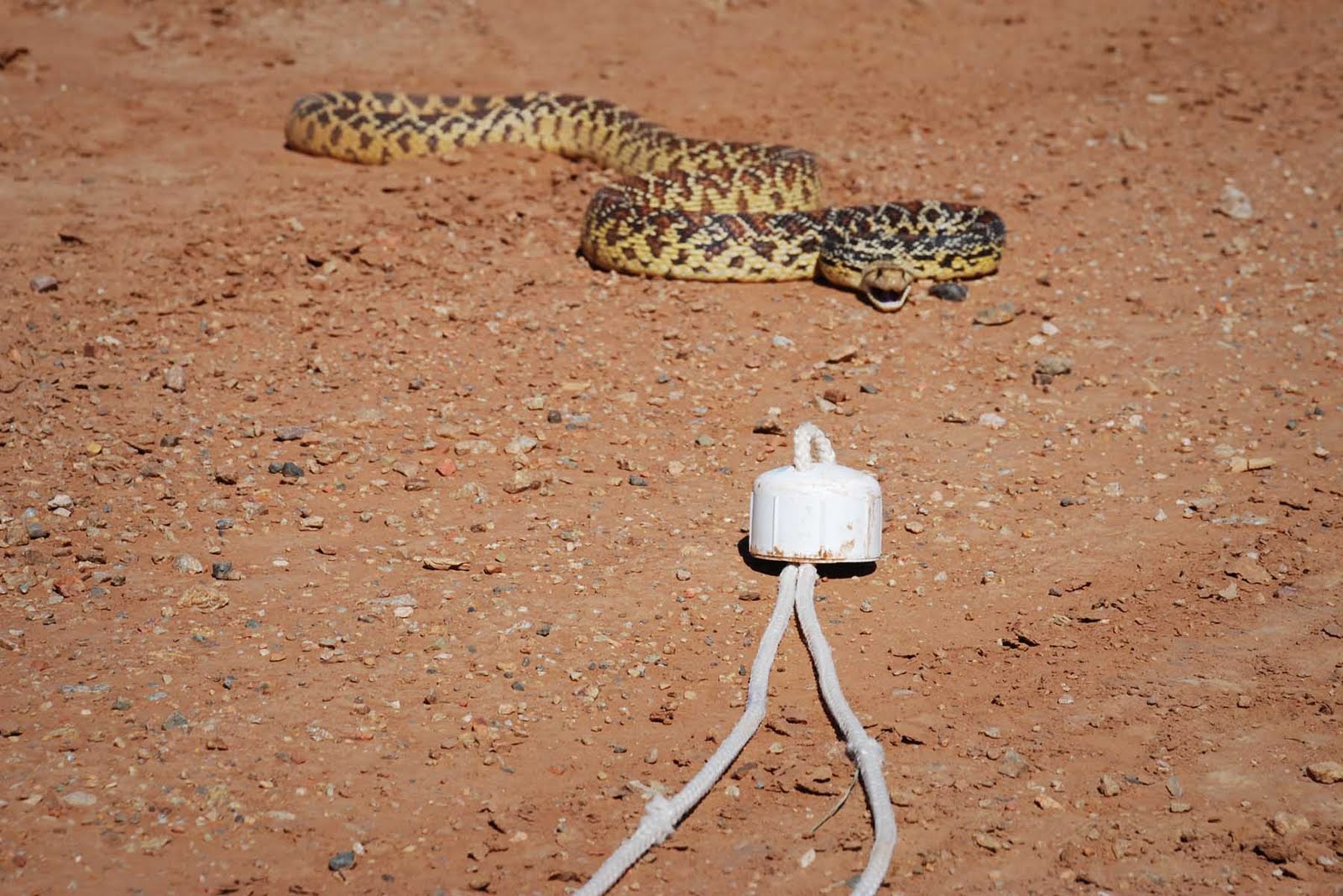The 7MSN Ranch: Saturday Encore ~ Snake on a leash