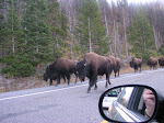 Buffalos on the road, Yellowstone parken, Wyoming, USA