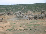 Elefanter Addo National park, Sydafrika