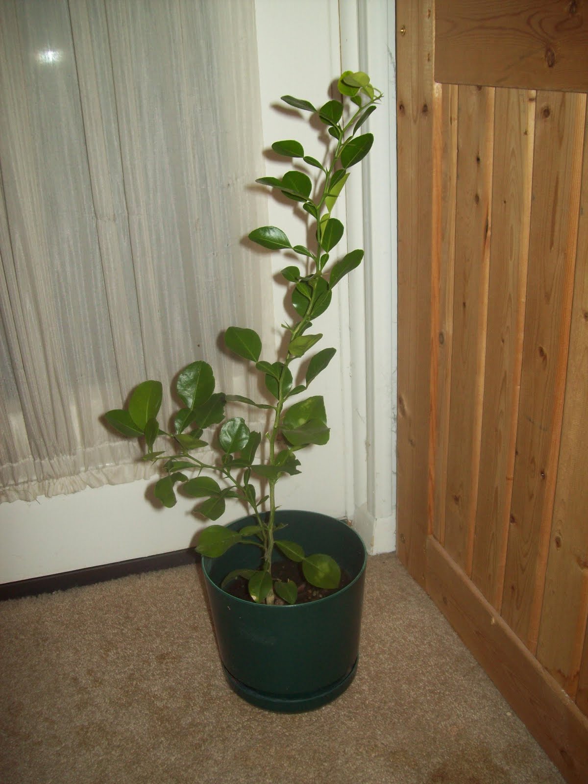 Citraphile Lemon and Kaffir Lime Trees