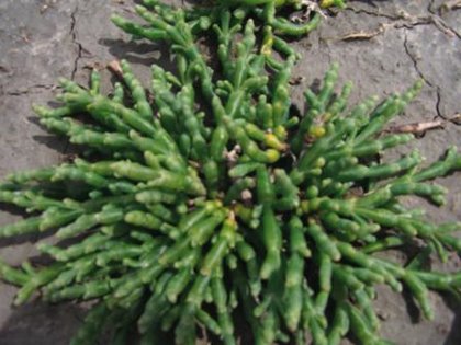 [Salicornia2-large[1].jpg]