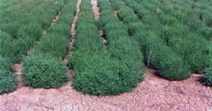 [Salicornia1-large[1].jpg]