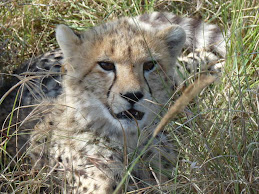 Baby Cheetah