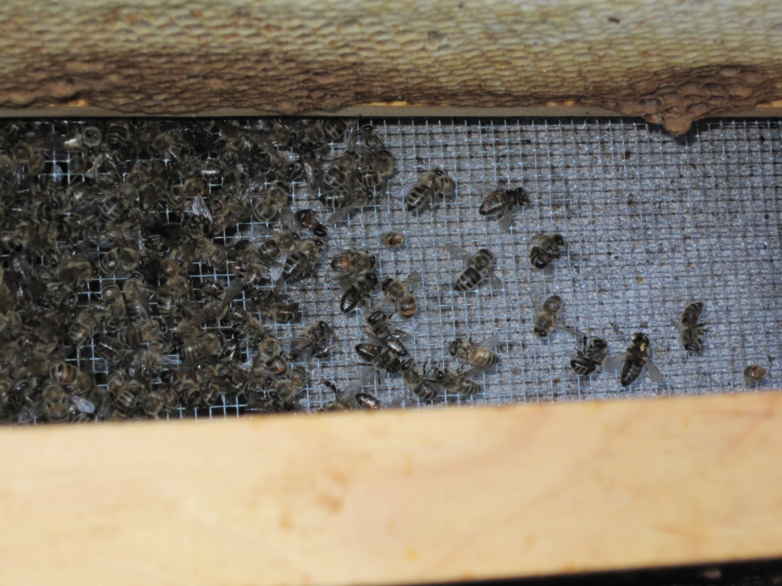 BizzyBuzzin' Honeybeezness: There's Really Nothing To Fear!