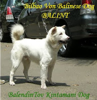 Bilbao Von Balinese Dog a.k.a. Balint