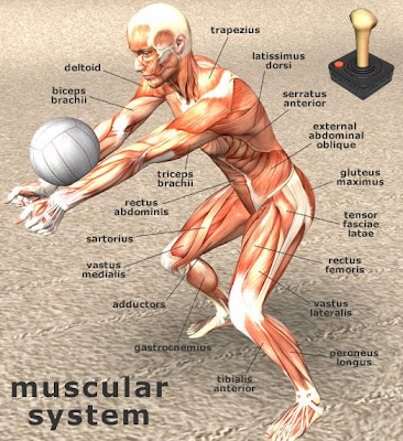 Srilatha Blog: Anatomy Arcade Games
