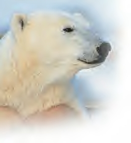 [polar_bear.JPG]