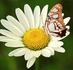 [kelebek_ile_papatya.jpg]