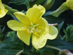 [cuha+çiçeği.jpg]