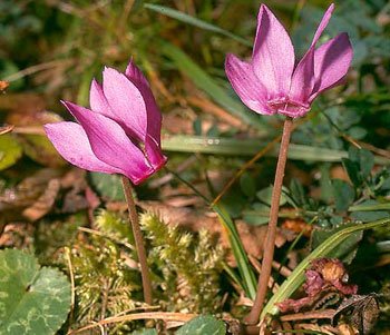 [Tavşankulağı.jpg]