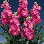 [Matthiola-Sebboy.jpg]