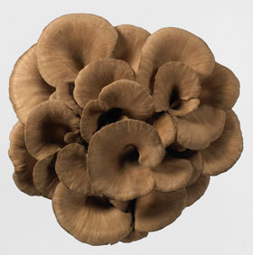 [MAITAKE+mantarı.jpg]