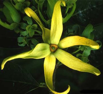 [Ylang+Ylang.jpg]