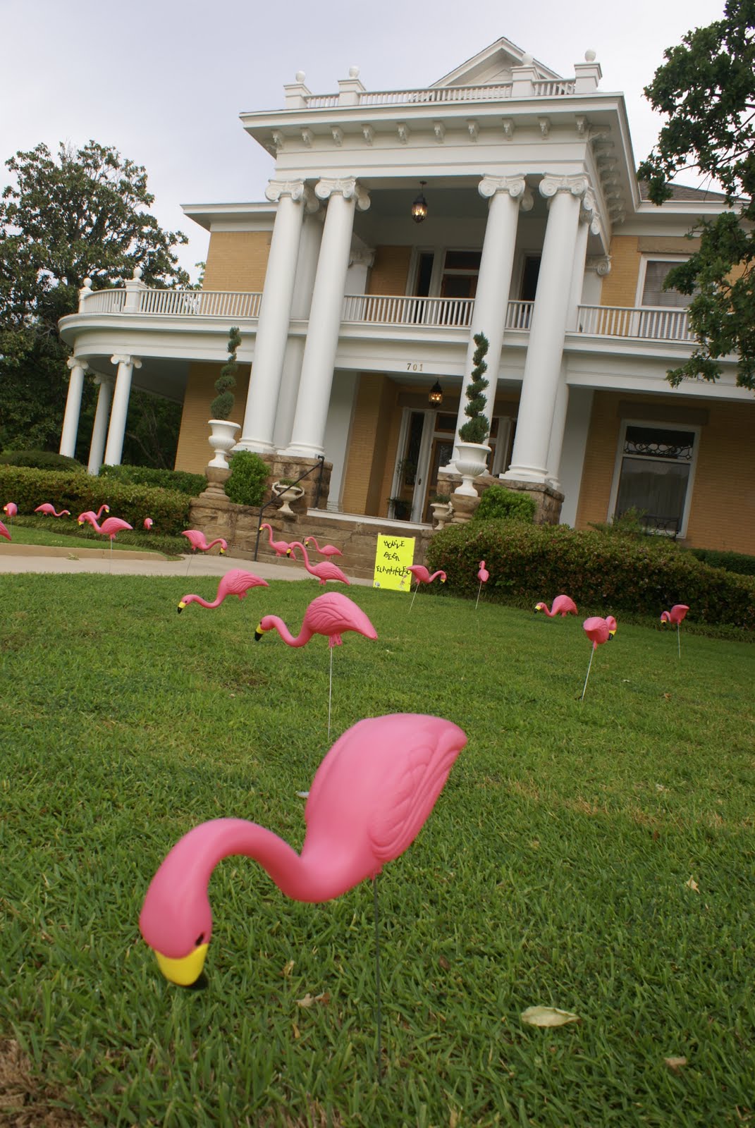 Tales of Wanderlust Flamingos in the Front Yard