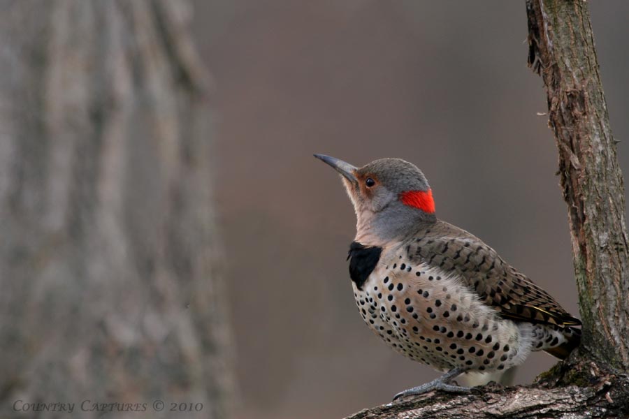 Country Captures: Northern Yellow-shafted Flicker