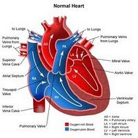 Normal Heart