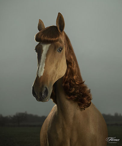 horses with hair extensions Julian Wolkenstein's Unusual Photography