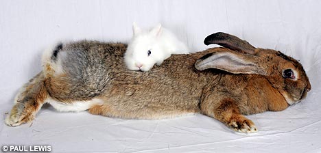 Amy, the record holder for biggest bunny as of 2008