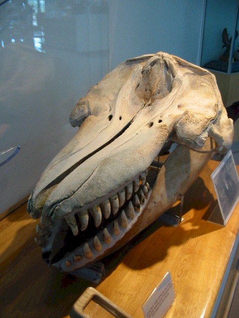 Killer Whale (Orcinus Orca) skull