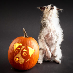 terrier halloween pumpkin dog breed jack-o-lanterns