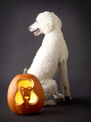 AKC dog breed halloween pumpkins