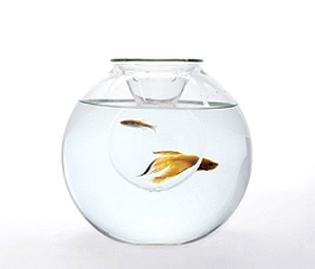 Floating Glass Fish With Glass Bubble Floating Glass Fish With Glass Bubble